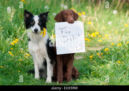 Border Collieand Curly Coated Retriever sitting next each other The Collie carrying Dandelion flowers the Retriever poster the w Stock Photo