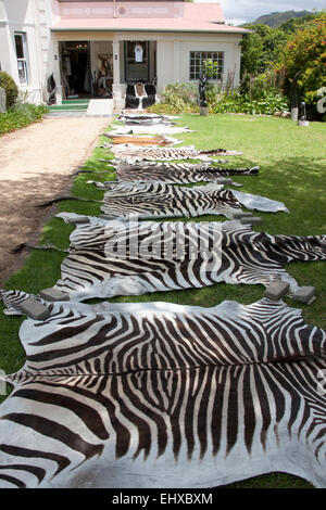 Dyed zebra skins stretched out to dry beside hunter's house, Franschhoek, South Africa Stock Photo