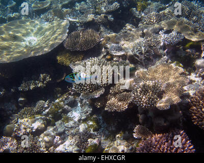 Fivestripe wrasse on a coral reef in the Maldives Stock Photo