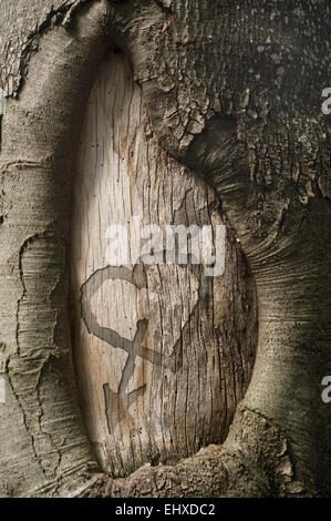 Heart shape carved on a tree trunk, Bavaria, Germany Stock Photo