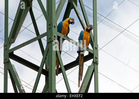 Two Blue-and-yellow macaw (Ara ararauna) perching on scaffold, South Africa Stock Photo