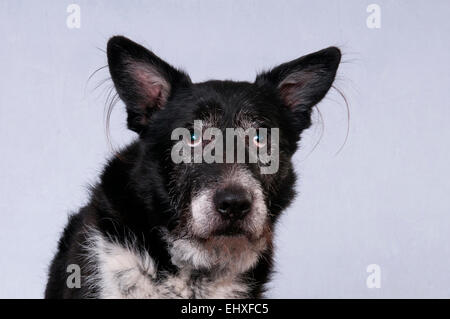 Mixed-breed dog Male 14 years old looking guilty Germany Stock Photo