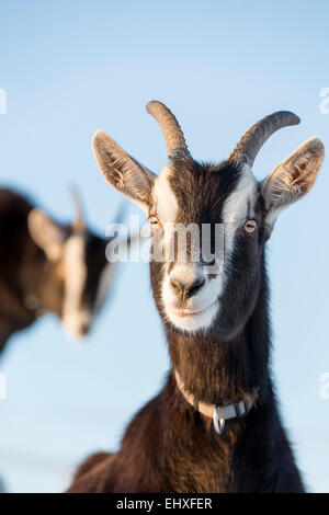 Grisons Striped Goat Bundner Strahlenziege Portrait adult Switzerland Stock Photo