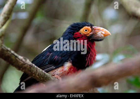 Bearded Barbet (Lybius dubius) perching on a branch, South Africa Stock Photo