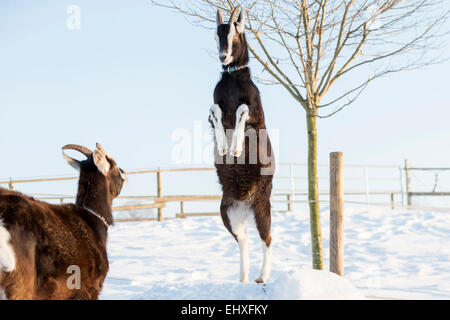 Grisons Striped Goat Bundner Strahlenziege Two goats playfighting snowy pasture Switzerland Stock Photo