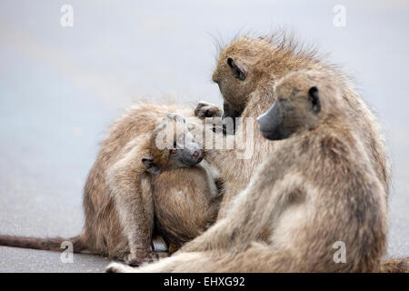 Family of baboons sitting together, South Africa Stock Photo