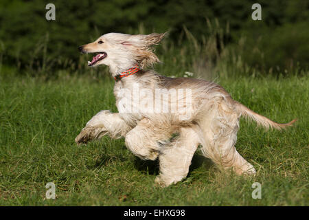 Afghan Hound Adult running meadow Germany Stock Photo