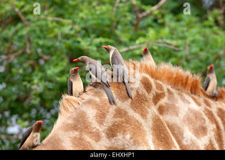 Red-billed Oxpeckers (Buphagus erythrorhynchus) perching on Giraffe (Giraffa camelopardalis), South Africa Stock Photo