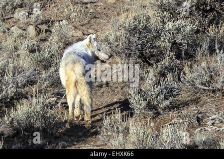 March 10, 2015 - The white Alpha female wolf from the Canyon Pack in ...
