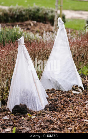 Fleeces protect tender plants from frost in a garden Stock Photo