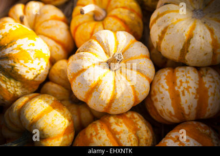 Pumpkins (Cucurbita) on sale for Halloween, Bavaria, Germany Stock Photo