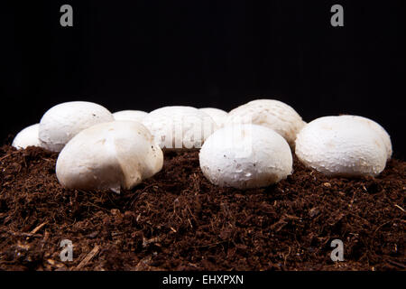 White mushrooms growing over black soil. Isolated over black background Stock Photo