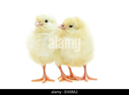 Cute little chicks on white background Stock Photo