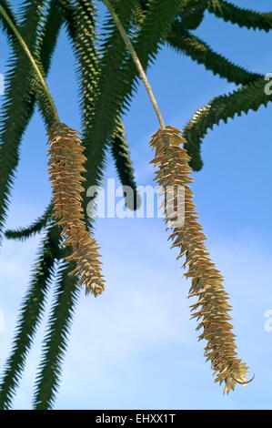 Monkey puzzle tree / monkey tail tree / Chilean pine / pehuén (Araucaria araucana), native to Chile and Argentina Stock Photo