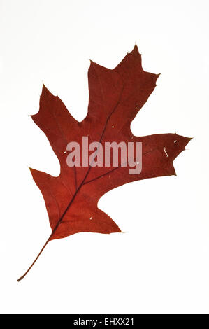 Scarlet oak (Quercus coccinea) leaf in autumn colours, native to North America against white background Stock Photo