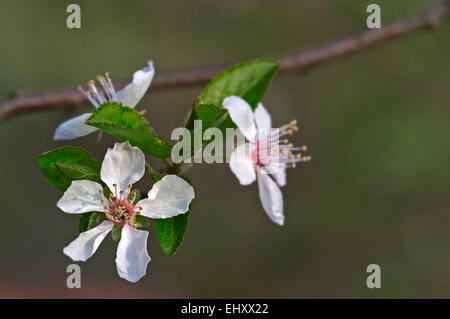 Wild cherry / sweet cherry / bird cherry / gean (Prunus avium / Cerasus avium) in flower in spring Stock Photo