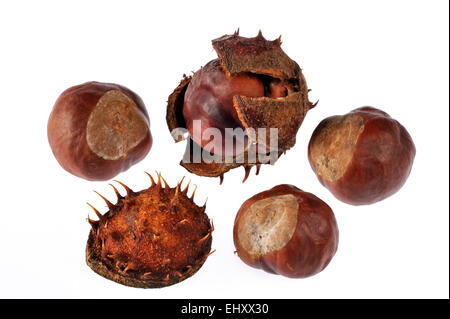 Horse chestnut / conker tree conkers / chestnuts (Aesculus hippocastanum) against white background Stock Photo