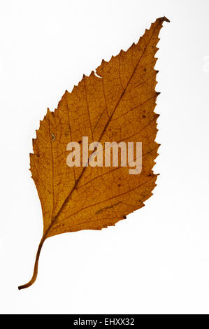 Paper birch / American white birch / Canoe birch (Betula papyrifera) leaf in autumn colours against white background, USA Stock Photo
