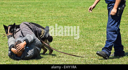 Police dog in action catching a criminal at a training Stock Photo