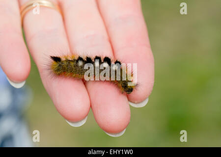 Dark Tussock Moth Caterpillar; Dicallomera fascelina Northumberland; UK Stock Photo