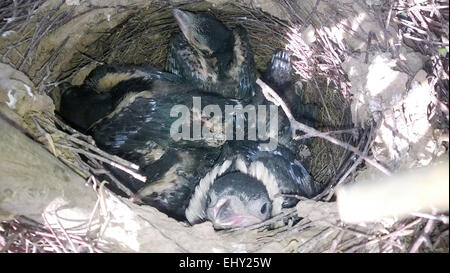 Pica pica. The nest of the Magpie in nature. Stock Photo