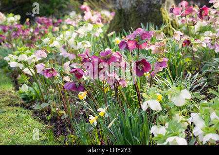 Mixed Hellebores planted in a garden border, England, UK Stock Photo