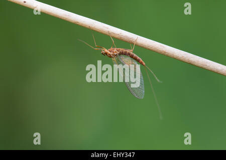 Mayfly Ephemeroptera Single Adult Cornwall; UK Stock Photo