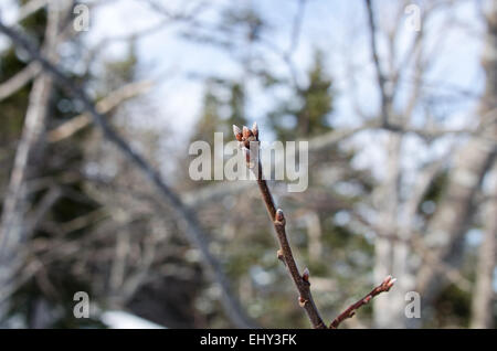 Buds of the Northern Red Oak (Quercus rubra) in winter, Acadia National Park, Bar Harbor, Maine. Stock Photo
