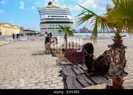 Local tourist guides welcoming cruise ship guests with camels in Tunis port La-Goulette, Tunisia on sunny spring day. Costa Fascinosa cruise ship. Credit:  ImageNature, Alexander Belokurov / Alamy Stock Photo