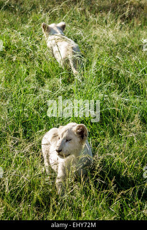 Johannesburg South Africa,Lion Park,wildlife conservation,white lion cub,SAfri150304079 Stock Photo