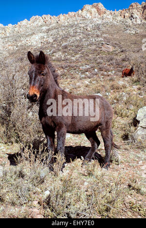 Picturesque view of a donkey standing on a hillside in sunlight Stock Photo