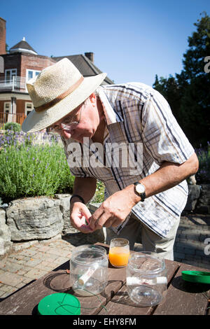 Senior man preparing insect trap, Bournemouth, County Dorset, UK, Europe Stock Photo