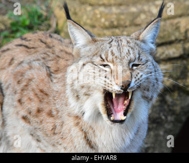 European Lynx yawning Stock Photo