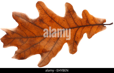 Studio shot of an acorn leaf, on white. Stock Photo