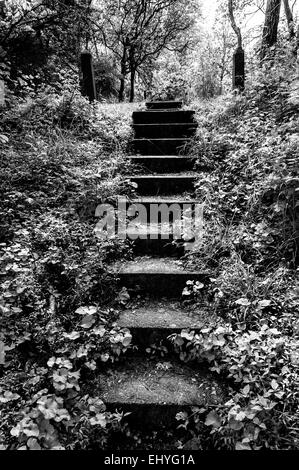 Black and white photo of old stairs and surrounding vegetation at Codorus State Park, Pennsylvania. Stock Photo