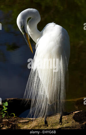 Great White Egret in breeding plumage grooms itself in a Florida rookery. Stock Photo