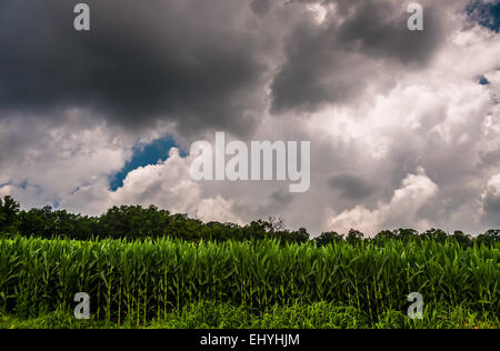 Dark storm clouds over a cornfield in Southern York County, PA. Stock Photo