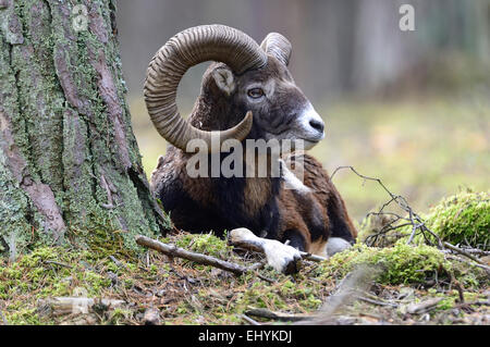 Mufflon, animal, ram, Aries, ram, mountain, Ovis ammon musimon, winter coat, game, goat-antelopes, horns, autumn, Germany Stock Photo