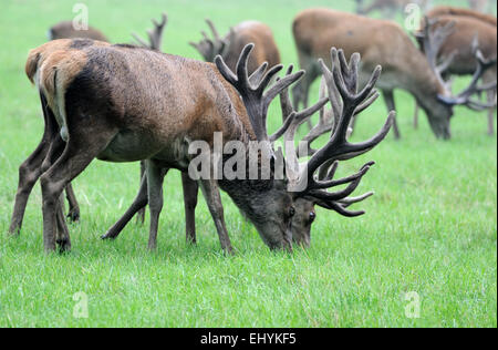 Red deer, antlers, consecrated bearer, Cervidae, Cervus elaphus, hoofed animals, animal, forest glade, herd, deer, Germany Stock Photo