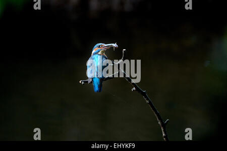 Kingfisher, kingfishers, birds, Alcedo atthis, iron wedge, flying diamond, Germany Stock Photo