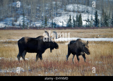 moose, animal, alces alces, Yukon, wildlife, preserve, Canada Stock Photo