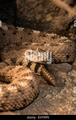 sidewinder rattlesnake, crotalus cerastes, snake, USA, United States, America, rattlesnake, animal Stock Photo