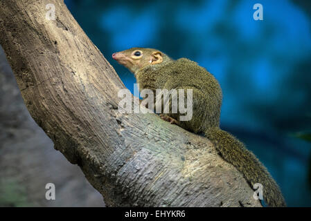 northern treeshrew, tupaia belangeri, treeshrew, tupaia, animal, USA, United States, America, Stock Photo