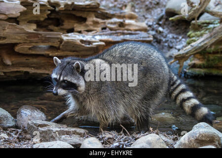 raccoon, procyon lotor, animal, USA, United States, America, Stock Photo