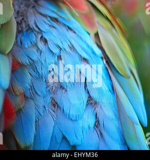 Beautiful bird feathers, Greenwinged Macaw feathers pattern background Stock Photo