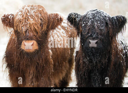 Two young highland cows covered in snow Stock Photo