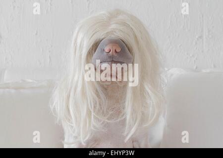 Portrait of a shar pei Dog wearing a long blonde wig Stock Photo