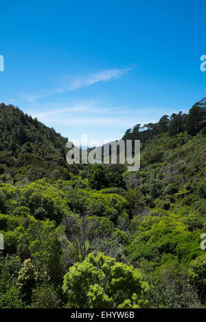 Zealandia botanical gardens, Wellington, North Island, New Zealand Stock Photo