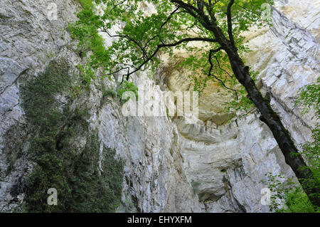 France, Europe, Jura, grotto sarrasine, grotto, cave, nans-sous-sainte-anne, departement doubs Stock Photo