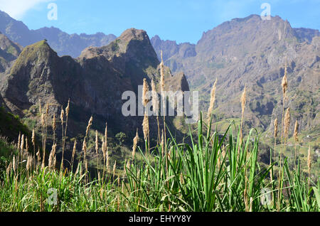 Cape Verde, Cape Verde Islands, Santo antao, Paul, valley, sugarcane, eito, rocks, cliffs, mountains, palms, Saccharum officinaru Stock Photo